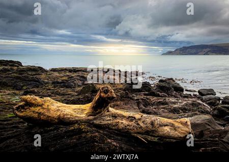 High and Dry - bois flotté échoué à Cushendall sur la côte d'Antrim , Irlande du Nord Banque D'Images