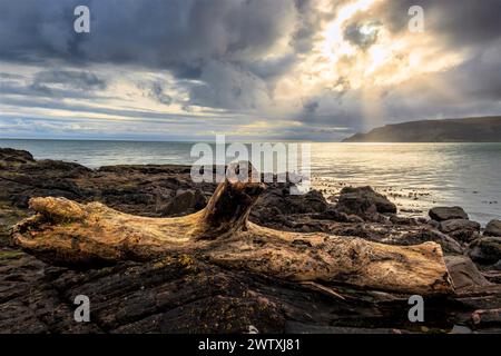 High and Dry - bois flotté échoué à Cushendall sur la côte d'Antrim , Irlande du Nord Banque D'Images