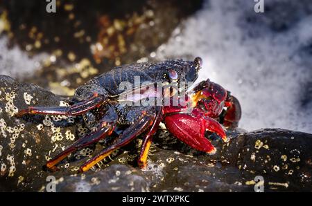Crabe de roche rouge de l'Atlantique (Grapsus adscensionis) sur un rocher au bord de la mer Banque D'Images