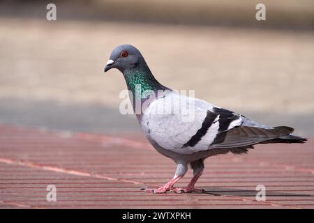 Pigeon (pigeon de Féral - Columba Livia forma domestica) sur les dalles rouges d'un trottoir Banque D'Images