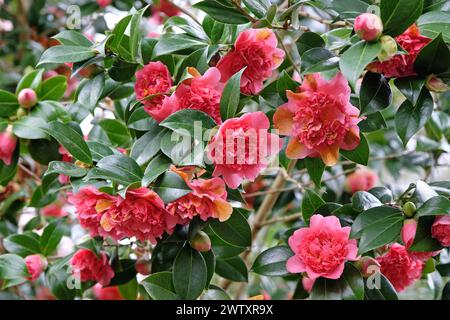 Pivoine double rose vif Camellia japonica 'Laura Boscawen' en fleur. Banque D'Images