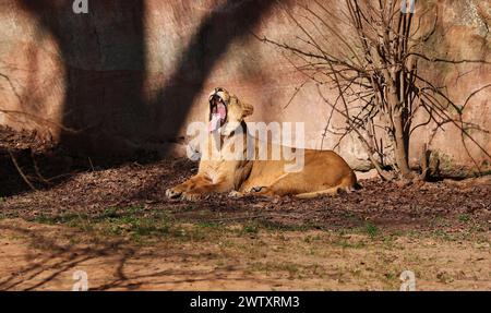 Nürnberg, Tiergarten, Zoo, Löwin, Bayern, zoo de Nürnberg, zoo de Löwe, Löwe, Löwenfamilie, Löwenbaby, Raubkatzen. Zoo de Schöner à Nürnberg Banque D'Images