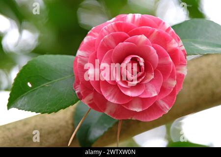 Rose et blanc semi-double panaché Camellia japonica 'Sarah Frost' en fleur. Banque D'Images