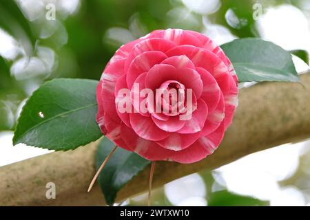 Rose et blanc semi-double panaché Camellia japonica 'Sarah Frost' en fleur. Banque D'Images