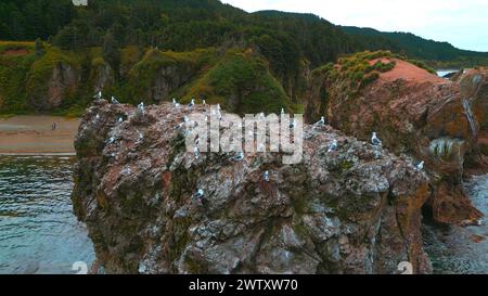 Vue de dessus de la falaise avec troupeau de mouettes. Agrafe. Côte sauvage avec faune marine sur des rochers en mer. Troupeaux de mouettes sur les rochers de mer au large de la côte sauvage de l'île Banque D'Images
