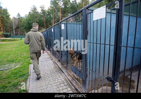 Chiens de l'armée bergers allemands assis dans des cages extérieures, un dresseur de chien en uniforme militaire passant par Banque D'Images