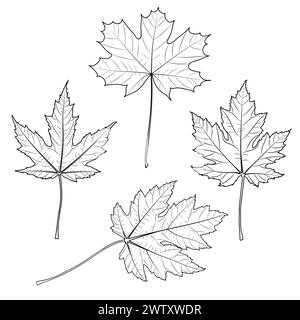 Collection de feuilles de contour d'érable, illustration botanique vectorielle. Grosse feuille, argent, sucre, feuilles d'érable rouge. Page de livre de coloriage. Illustration de Vecteur