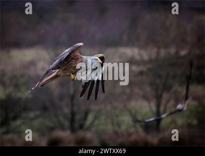 Cerf-volant rouge en vol Banque D'Images