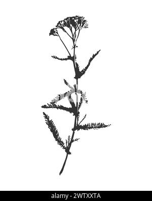 Empreinte de silhouette vectorielle noir et blanc d'Achillea d'une herbe avec des fleurs Achillea Millefolium, élément pour la conception florale décorative, isolé sur whit Illustration de Vecteur