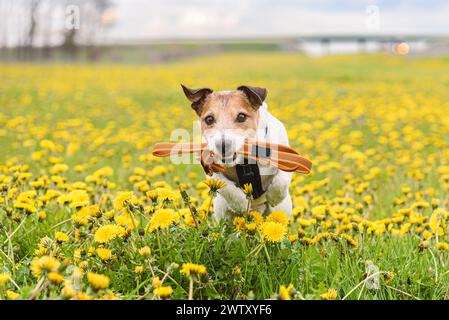 Chien marchant dans le champ de printemps parmi les fleurs tenant la laisse dans la bouche. Banque D'Images