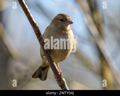 Chaffinch (Fringilla coelebs) Banque D'Images