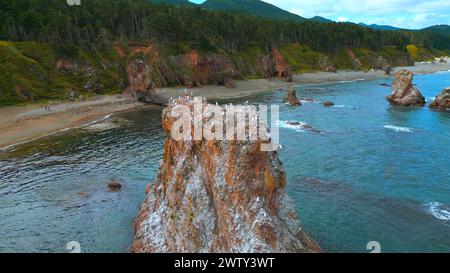 Vue de dessus de la falaise avec troupeau de mouettes. Agrafe. Côte sauvage avec faune marine sur des rochers en mer. Troupeaux de mouettes sur les rochers de mer au large de la côte sauvage de l'île Banque D'Images