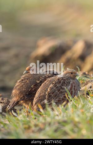 Perdrix grises ( Perdix perdix ) se cachant sur des terres agricoles, bien camouflées, timides, regardant attentivement, au lever du jour, faune, Europe. Banque D'Images