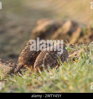 Perdrix grises ( Perdix perdix ) se cachant sur des terres agricoles, bien camouflées, timides, regardant attentivement, au lever du jour, faune, Europe. Banque D'Images