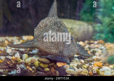 Hypostomus Plecostomus sur les plantes vertes en gros plan d'aquarium. Banque D'Images