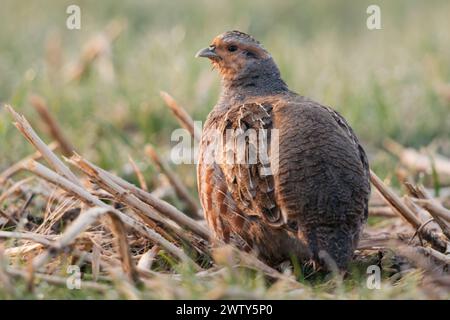 In der Feldflur... Rebhuhn Perdix perdix , Rebhahn im frühen Morgenlicht auf offenem Feld, schaut sich um, beobachtet aufmerksam die Umgebung, durch intensive Landwirtschaft stark gefährdet, heimische Natur *** Grey Partridge Perdix perdix , mâle adulte dans la lumière tôt le matin, assis sur une terre, comportement secret typique, vue arrière, faune, Europe. Rhénanie-du-Nord-Westphalie Deutschland, Europe Banque D'Images