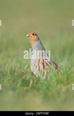 aufgerichtet... Rebhuhn Perdix perdix , während der Paarungszeit, streckt sich hoch aus der Deckung, beobachtet die Umgebung, ist wachsam, zeigt Territorialverhalten, durch Lebensraumverlust und Prädation stark gefährdete Art *** perdige grise Perdix perdix , mâle, étirer le cou, la tête, regarder attentivement, territorial behavoiur, effectue l'affichage de cour, la faune, l'Europe. Rhénanie-du-Nord-Westphalie Deutschland, Europe Banque D'Images