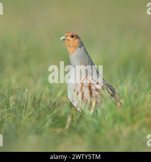 aufgerichtet... Rebhuhn Perdix perdix , während der Paarungszeit, streckt sich hoch aus der Deckung, beobachtet die Umgebung, ist wachsam, zeigt Territorialverhalten, durch Lebensraumverlust und Prädation stark gefährdete Art *** perdige grise Perdix perdix , mâle, étirer le cou, la tête, regarder attentivement, territorial behavoiur, effectue l'affichage de cour, la faune, l'Europe. Rhénanie-du-Nord-Westphalie Deutschland, Europe Banque D'Images