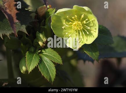 Natur 20.03.2024, Ostramondra, Bluete vom Nieswurz Helleborus, auch Christrose, Schneerose oder Lenzrose *** nature 20 03 2024, Ostramondra, Bluete vom Nieswurz Helleborus , aussi connu sous le nom de rose de Noël, rose des neiges ou rose de printemps Banque D'Images