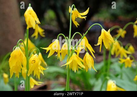 Jaune Erythronium grandiflorum, également connu sous le nom d'avalanche ou de lis glaciaires, en fleur. Banque D'Images