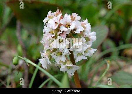 Blanc Bergenia Bressingham Blanc, également connu sous le nom de elephantÕs Ears, en fleur. Banque D'Images