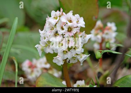 Blanc Bergenia Bressingham Blanc, également connu sous le nom de elephantÕs Ears, en fleur. Banque D'Images