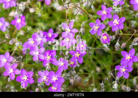 Spergularia purpurea, le sable violet, ou Spergularia rubra, le sable rouge ou le sable rouge-spurrey, une fleur très petite et violette dans le Sier Banque D'Images