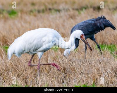 Une grue de Sibérie (Leucogeranus leucogeranus) en danger critique d'extinction, en plein champ. Kagoshima, Japon. Banque D'Images