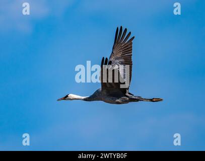 Une grue à capuche (Grus monacha) survolant. Kagoshima, Japon. Banque D'Images