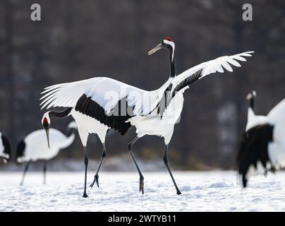 Deux grues couronnées rouges (Grus japonensis) dans une danse en duel dans un champ couvert de neige. Hokkaido, Japon. Banque D'Images