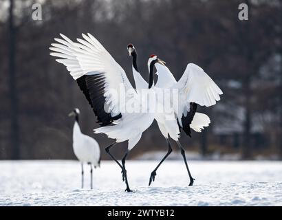 Deux grues couronnées rouges (Grus japonensis) dans une danse en duel dans un champ couvert de neige. Hokkaido, Japon. Banque D'Images