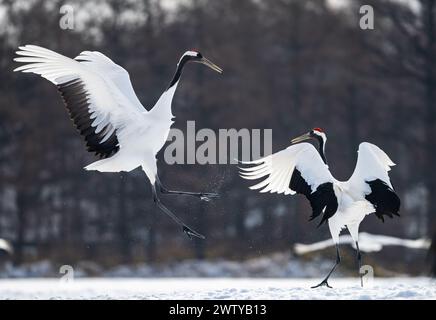 Deux grues couronnées rouges (Grus japonensis) dans une danse en duel dans un champ couvert de neige. Hokkaido, Japon. Banque D'Images