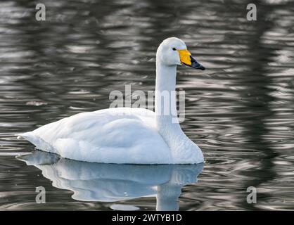 Cygne de Whooper (Cygnus cygnus) nageant dans un lac. Hokkaido, Japon. Banque D'Images