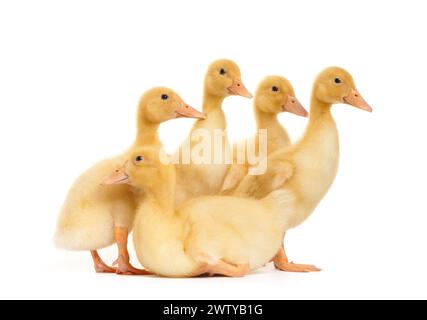 Mignons petits canetons dans des poses drôles se tiennent sur blanc isolé. Un groupe de canetons sur un fond blanc. Jeunes volailles. Banque D'Images
