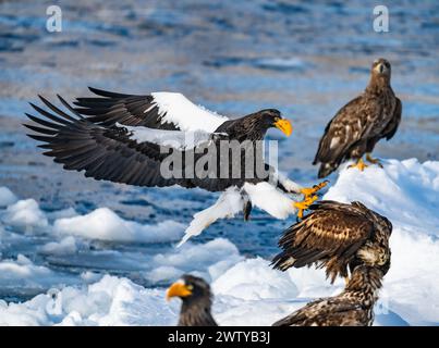 Un aigle de mer de Steller (Haliaeetus pelagicus) atterrissant sur de la glace flottante. Hokkaido, Japon. Banque D'Images