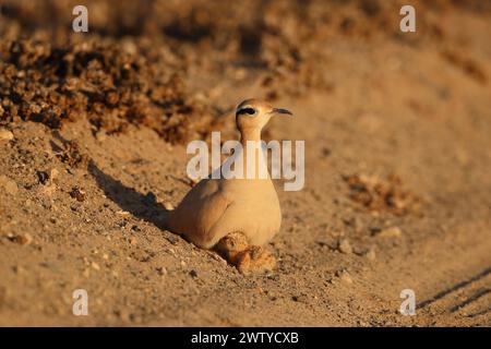 Le poussin était une découverte inhabituelle en septembre, mais les oiseaux saisiront toute occasion pour réussir à élever jeune. Banque D'Images