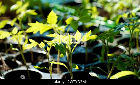Les plants de tomates dans des récipients en plastique se referment. Semis de petites tomates. Cultiver des légumes sur la fenêtre. Banque D'Images