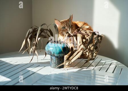 jeune odeur de chat curieux, jouer avec la branche de fleur de verdure en fleurs. Intérieur de cuisine à la maison confortable. Bel animal domestique rayé au gingembre mignon. Concept vertical printanier. Photo de haute qualité Banque D'Images