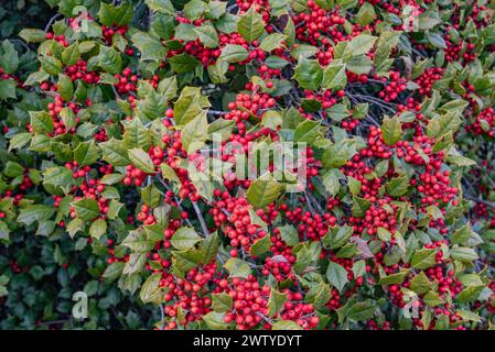 Holly Berries on a Blustery March après-midi, Gettysburg Pennsylvania USA Banque D'Images