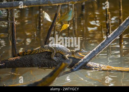 Gros plan d'un bébé crocodile australien d'eau salée prenant un bain de soleil au sommet d'une bûche dans la rivière. Banque D'Images