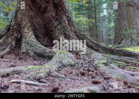 Dans les forêts luxuriantes d'Écosse, un arbre ancien étend ses racines, saisissant la terre avec force et histoire. Les racines et la texture recouvertes de mousse Banque D'Images