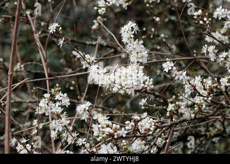 Blackthorn Prunus spinosa, arbuste de haies épineuses saison de printemps UK plusieurs fleurs blanches à cinq pétales apparaissent avant les feuilles avec de longues étamines Banque D'Images