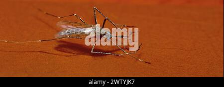 Moustique domestique commun affamé, Culex pipiens, macro photo, vue horizontale latérale Banque D'Images