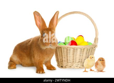 Joyeuses Pâques. Oeufs peints dans un panier en osier, poussins mignons et lapin isolés sur blanc Banque D'Images