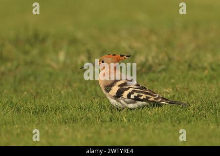 Les hoopoes sont une autre espèce avec des populations sédentaires et des oiseaux migrateurs. C'est une espèce commune aux îles Canaries Banque D'Images