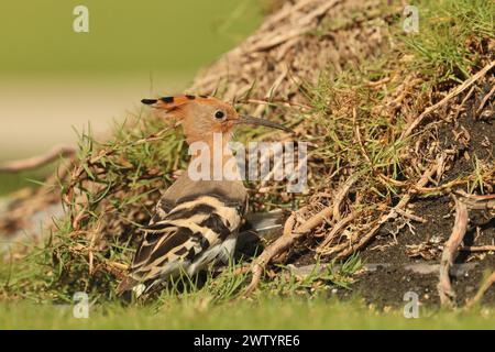 Les hoopoes sont une autre espèce avec des populations sédentaires et des oiseaux migrateurs. C'est une espèce commune aux îles Canaries Banque D'Images