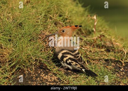 Les hoopoes sont une autre espèce avec des populations sédentaires et des oiseaux migrateurs. C'est une espèce commune aux îles Canaries Banque D'Images