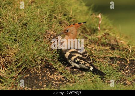 Les hoopoes sont une autre espèce avec des populations sédentaires et des oiseaux migrateurs. C'est une espèce commune aux îles Canaries Banque D'Images