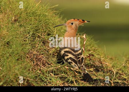 Les hoopoes sont une autre espèce avec des populations sédentaires et des oiseaux migrateurs. C'est une espèce commune aux îles Canaries Banque D'Images