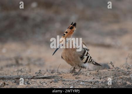 Les hoopoes sont une autre espèce avec des populations sédentaires et des oiseaux migrateurs. C'est une espèce commune aux îles Canaries Banque D'Images